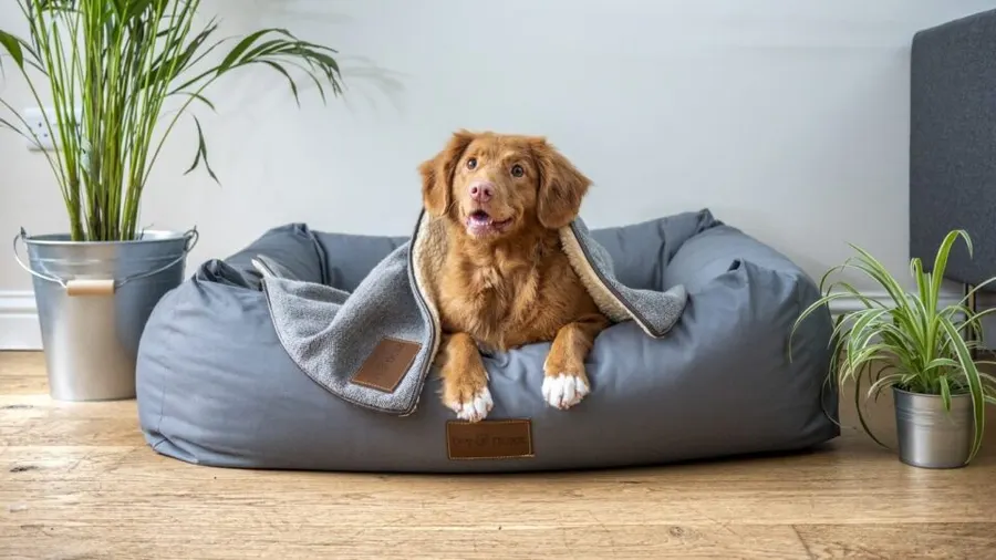 Stay Cool and Comfy: The Benefits of Furhaven Cooling Gel Dog Bed for Your Furry Friend!